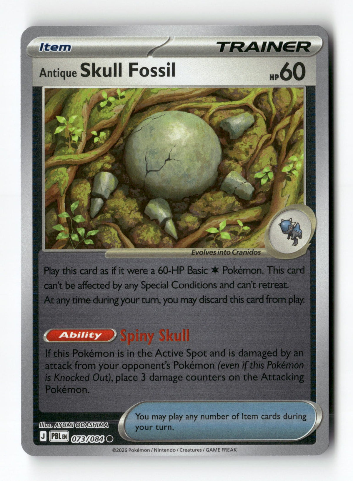 Antique Skull Fossil