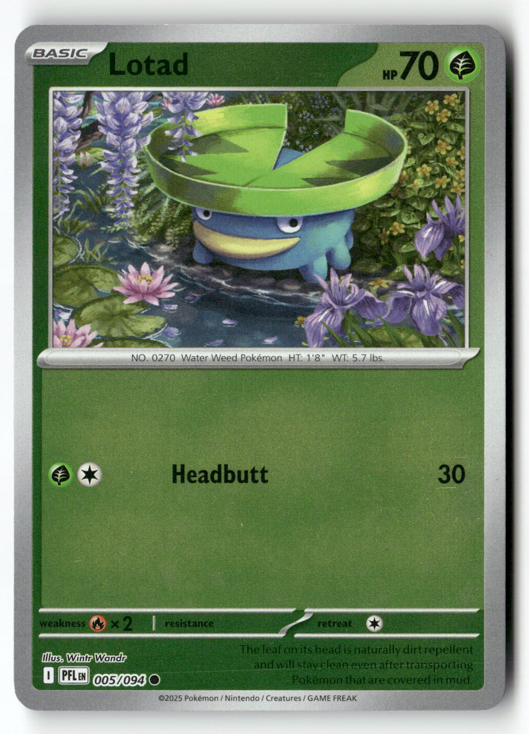 Lotad